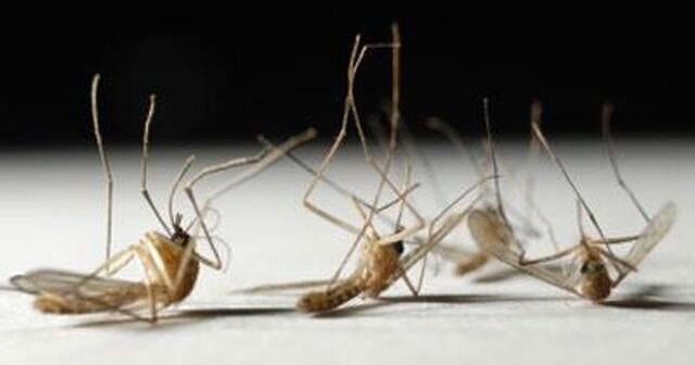 Rock County Public Health: Mosquitoes in Rock County test positive for West Nile virus - Channel 3000