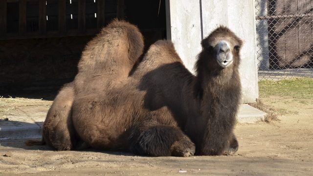 【heyon】ted stole / camel The Ghosts of Camels Past: From Winsome to Weird | The Task