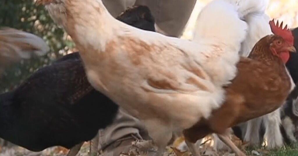 CDC links Salmonella outbreak to backyard poultry 1 person sickened in Wisconsin Channel 3000 CDC links Salmonella outbreak to backyard poultry 1 person sickened in Wisconsin Channel 3000