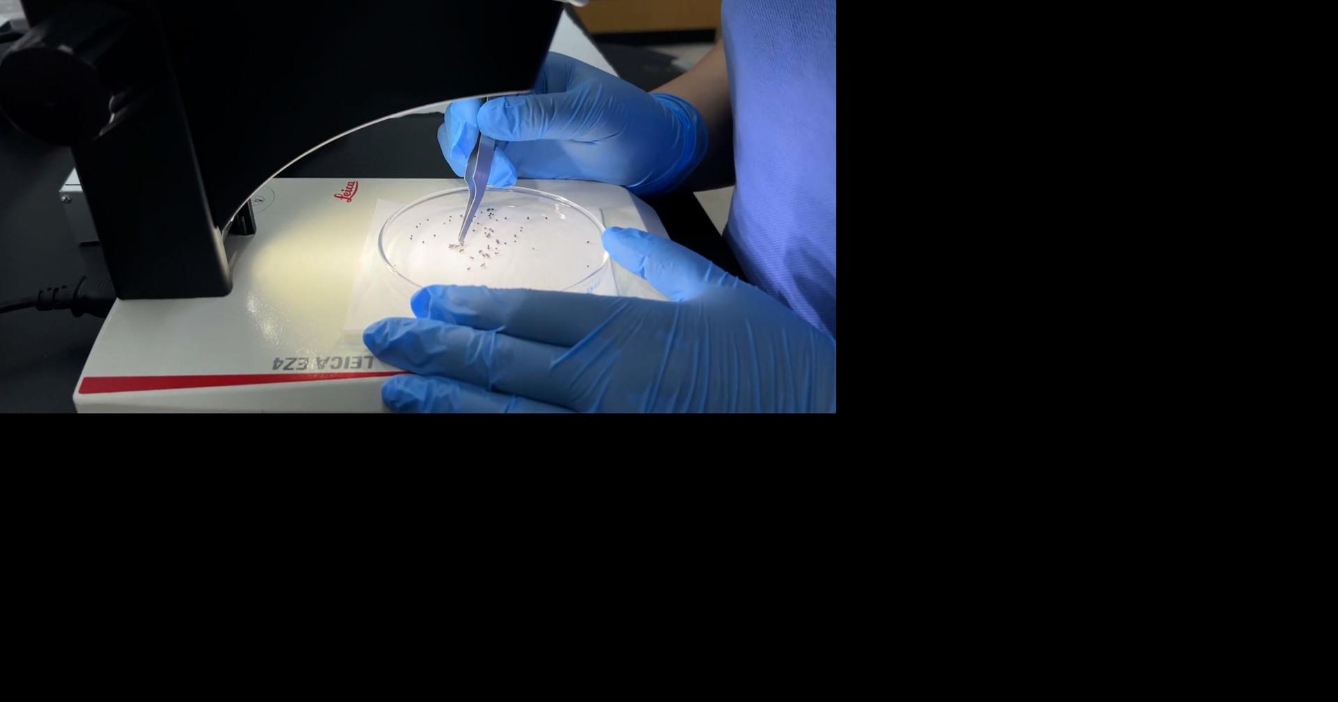 Tiny eye-biting fly population skyrockets in California