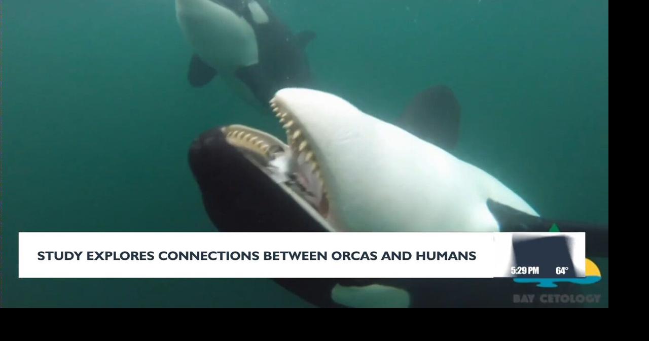 Study explores connection between orcas and humans | Video ...
