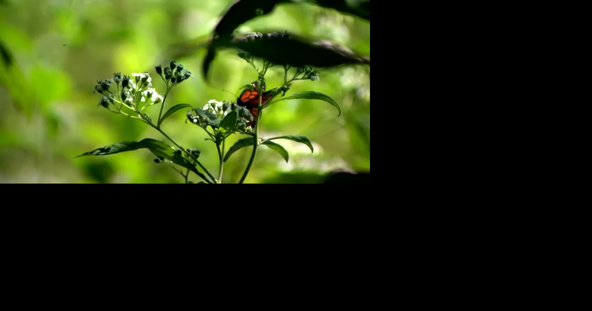 Tennessee habitats restored to help monarchs spread their wings amid threat of endangered status