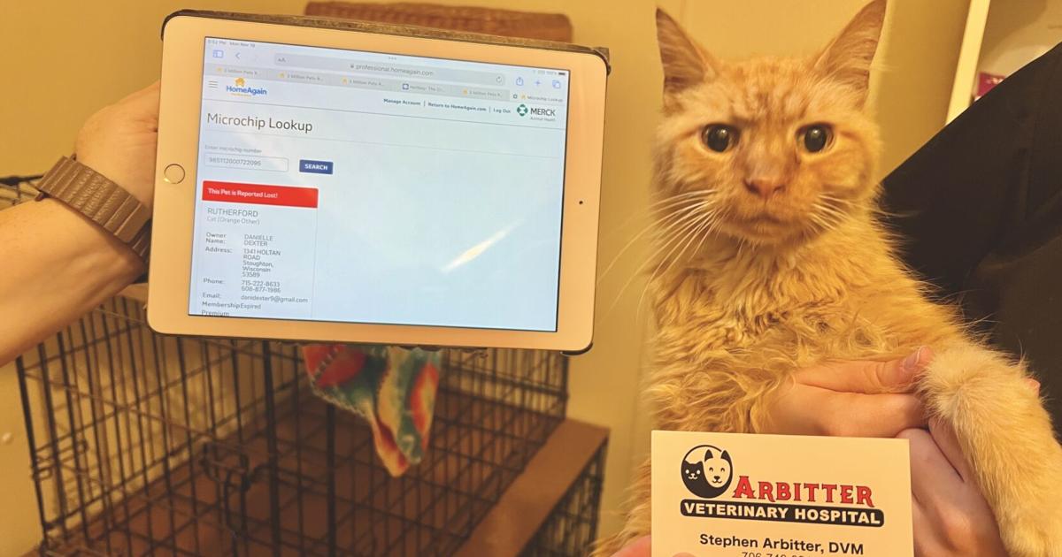 Reunited with Rutherford: cat missing from Stoughton found in Georgia ...