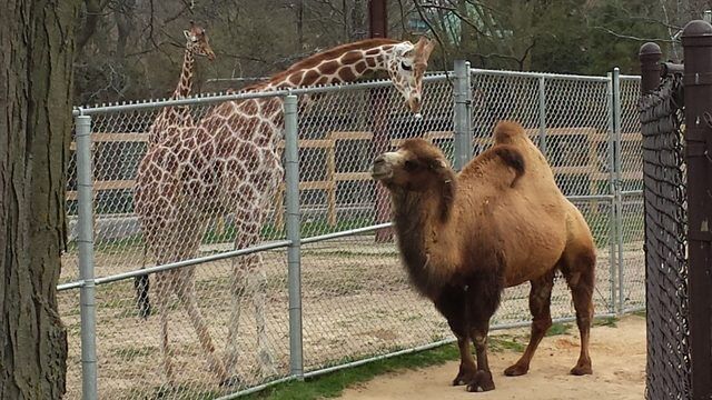 Sheela, Henry Vilas Zoo camel with floppy hump, dies