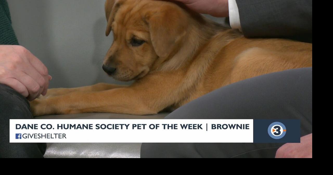 Pet-entially Yours: Meet Brownie from the Dane County Humane Society ...