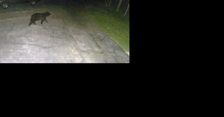 Caught on Camera: Bear wanders through Mount Horeb neighborhood - Vimarsana News