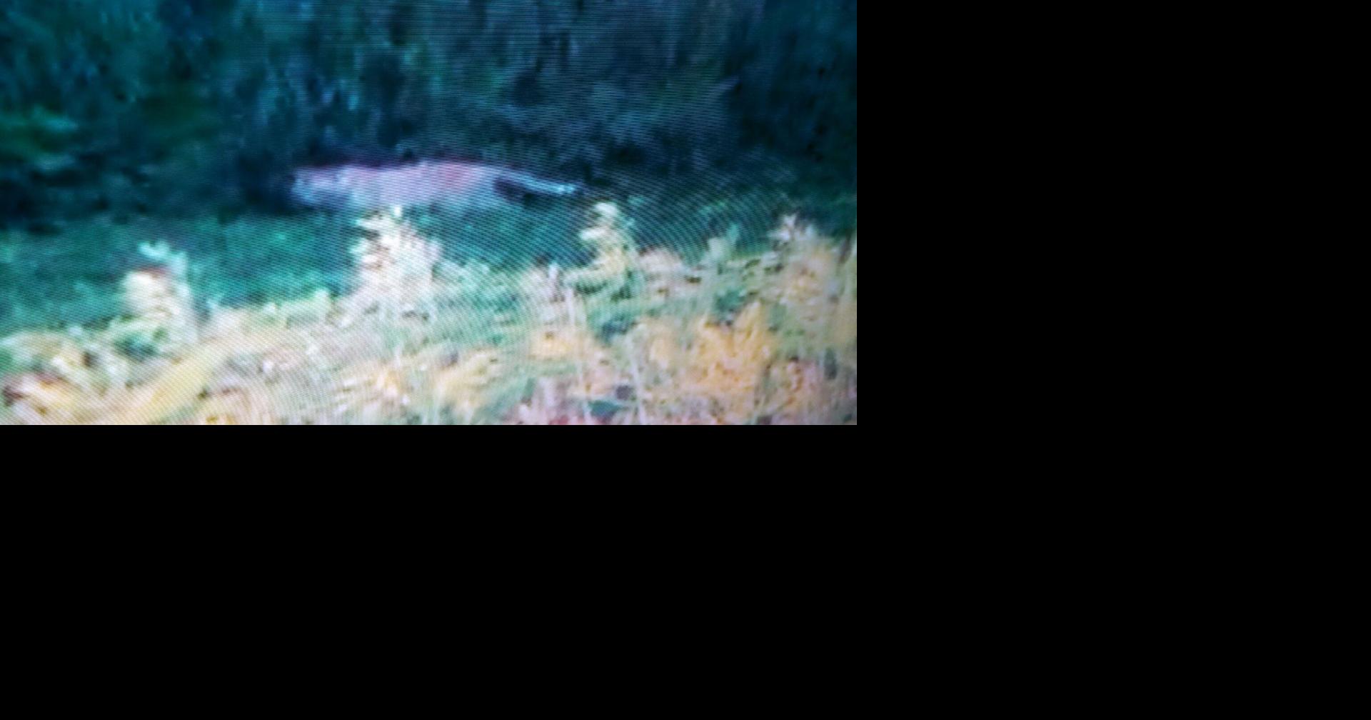 VIDEO Large cat spotted on Janesville’s south side Local News
