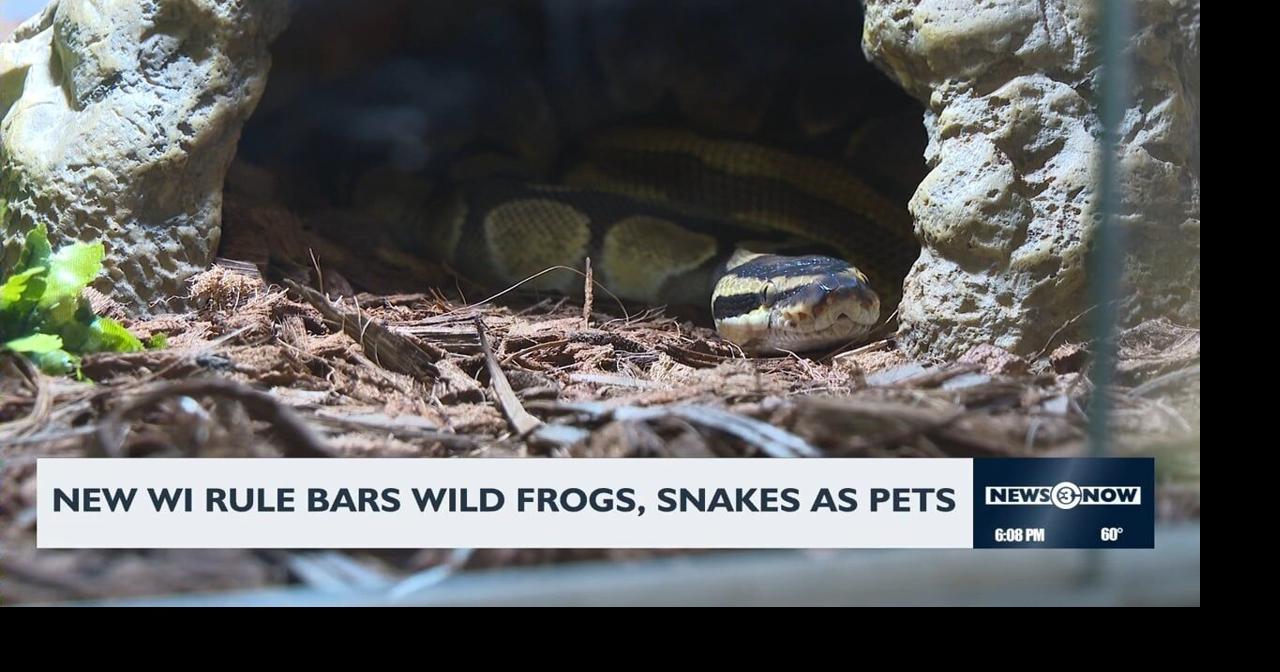 Wisconsin bans keeping wild snakes, turtles and frogs as pets under new DNR rule