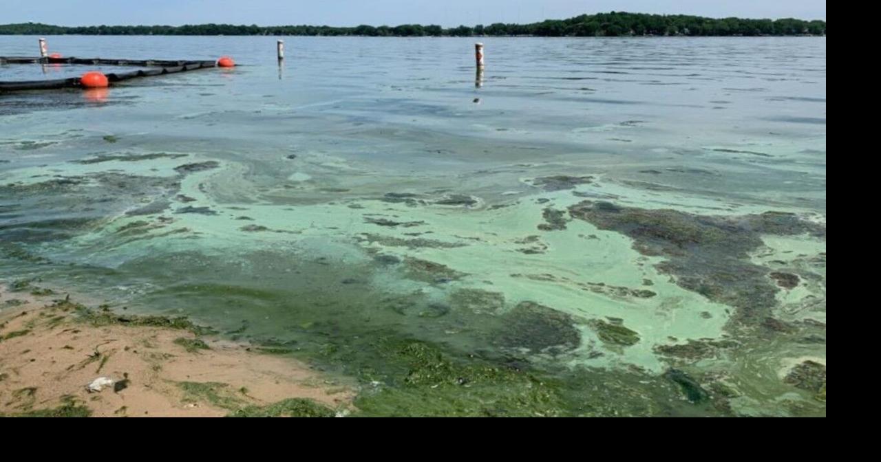Cyanobacteria begins to bloom on Lake Mendota, Lake Waubesa Local