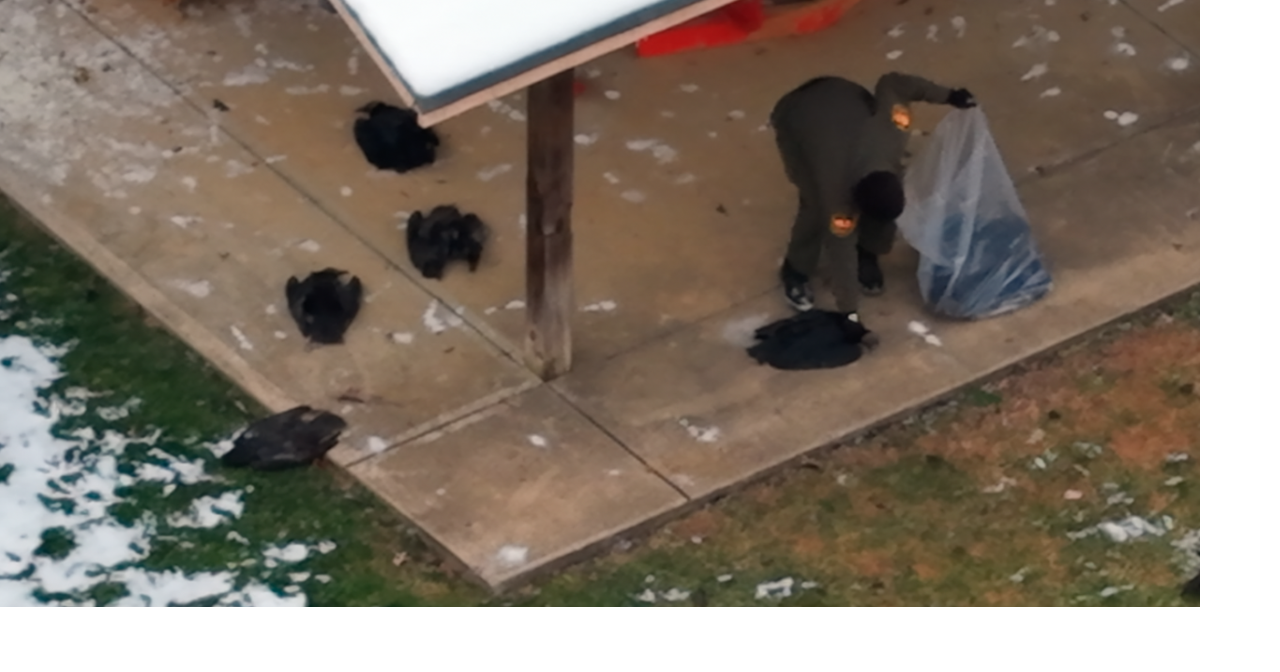 Seventy-two vultures dead at Ohio school