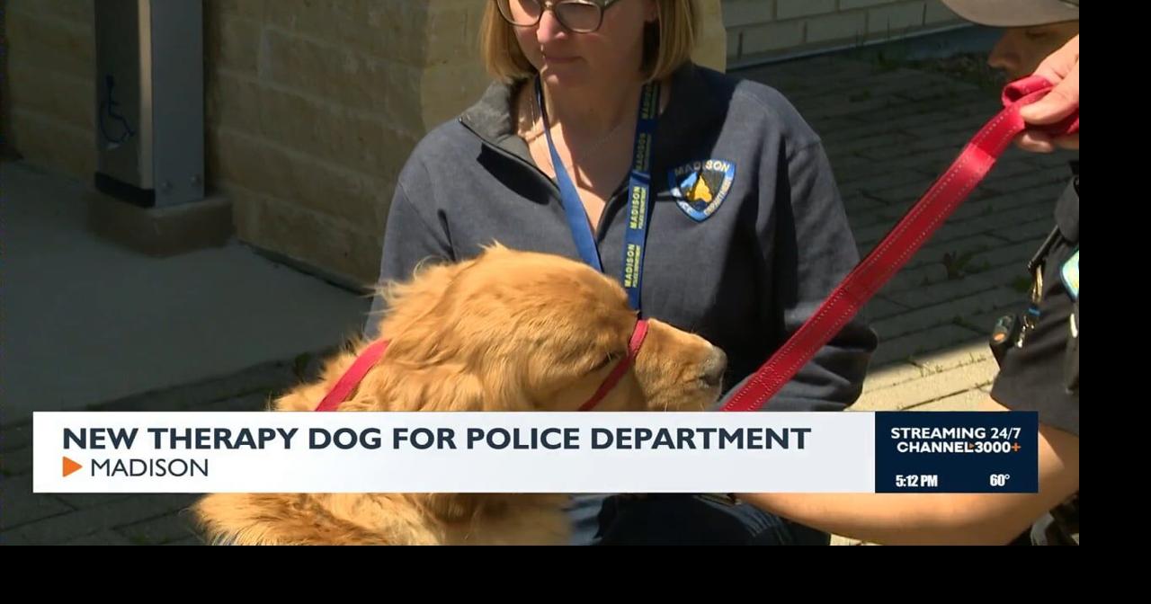 Madison Police Department introduces therapy dog for officer support ...