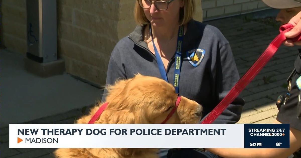 Madison Police Department introduces therapy dog for officer support ...