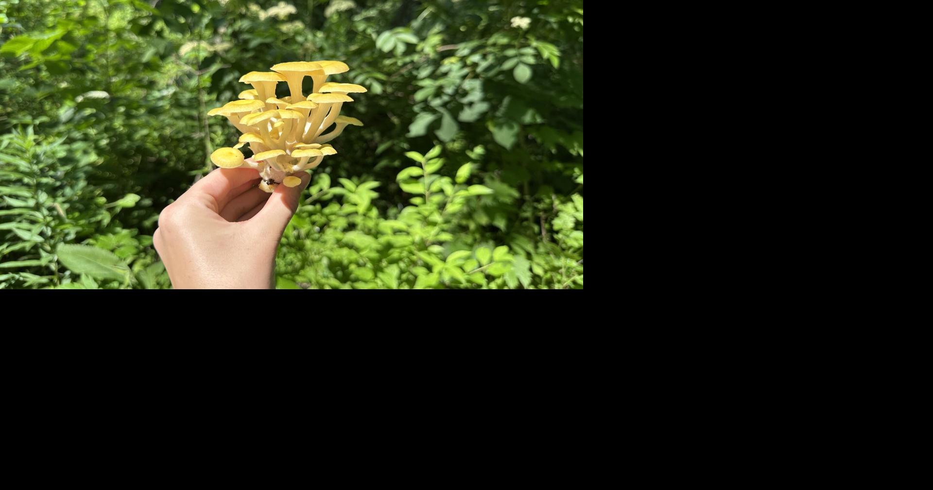 Learning to see through 'mushroom eyes'