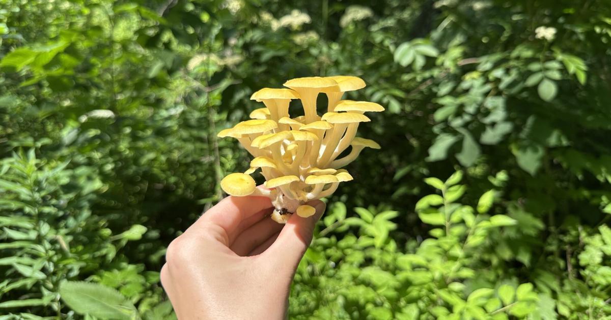 Learning to see through 'mushroom eyes'