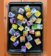 Making Square Ice Cubes - edible Hawaiian Islands Magazine, Recipe