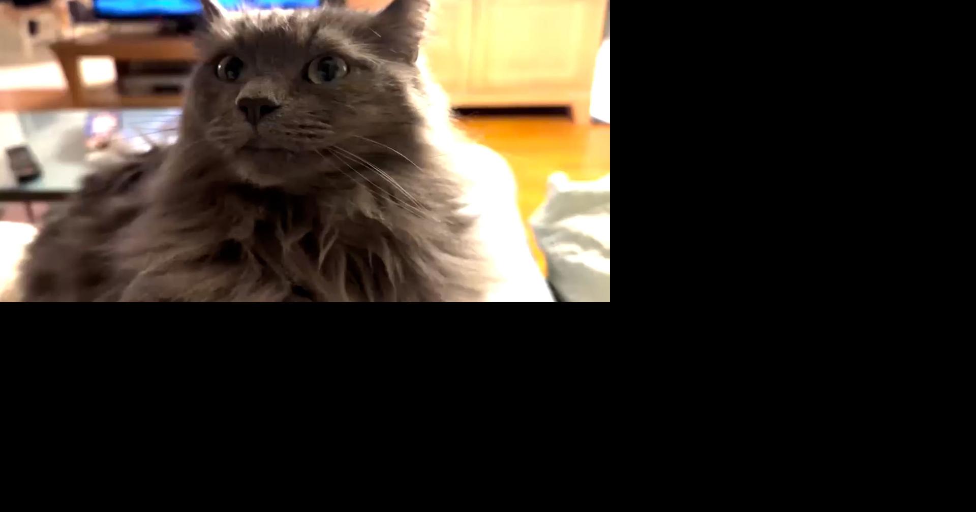 Cat missing 571 days reunited with Connecticut family after epic ...