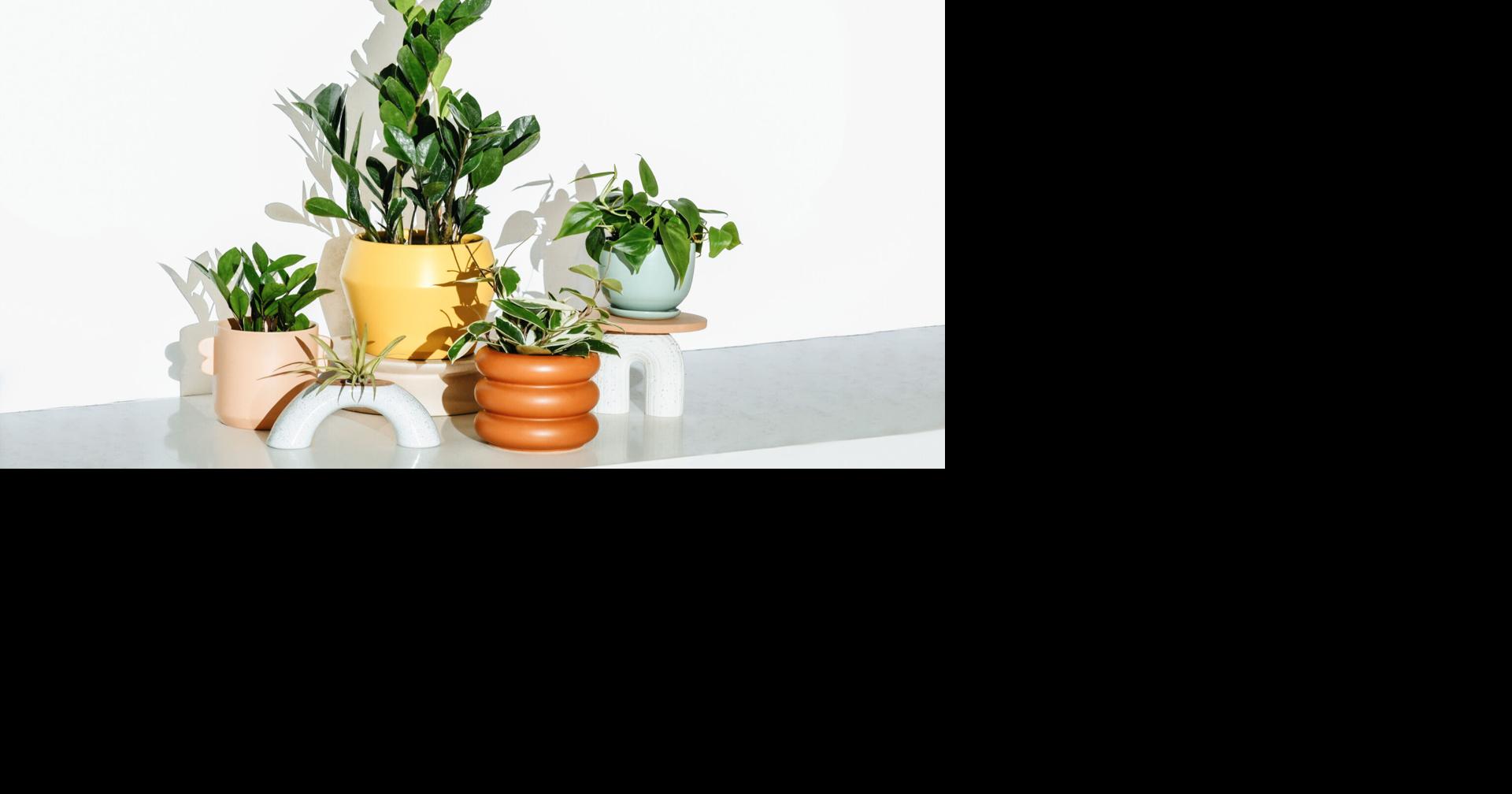 A homebody’s guide to houseplants MADISON MAGAZINE