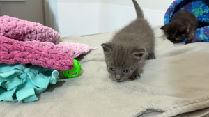 Kittens Recovering in Madison After Surviving Burial Alive