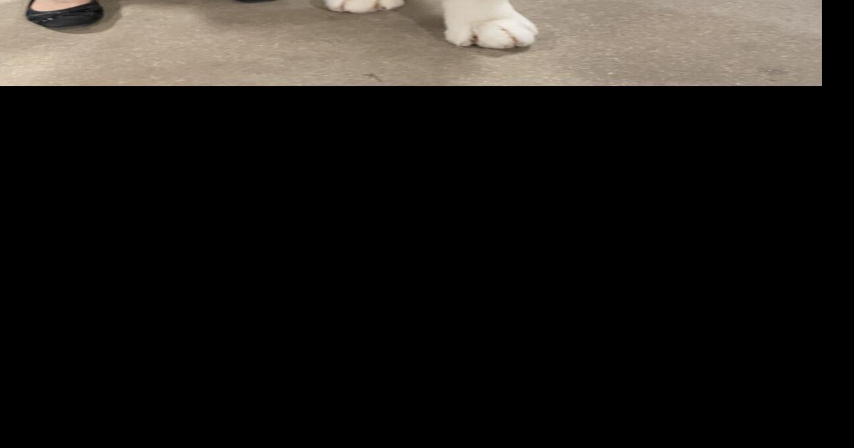 Wisconsin Kennel Club Dog Show