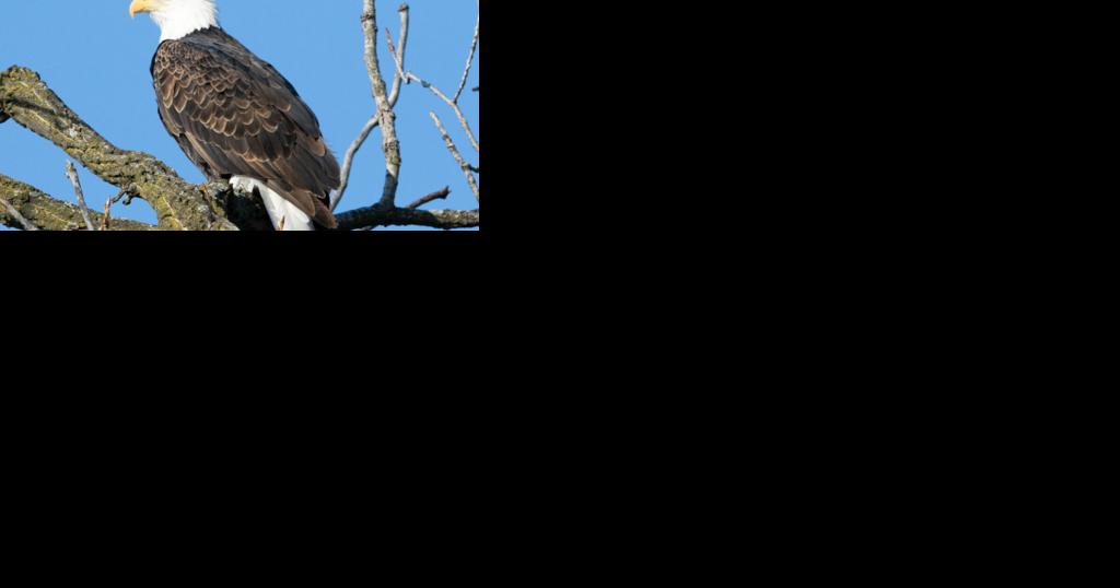 Bald Eagle Watching Days now set for Feb. 10 in Prairie du Sac - Vimarsana News