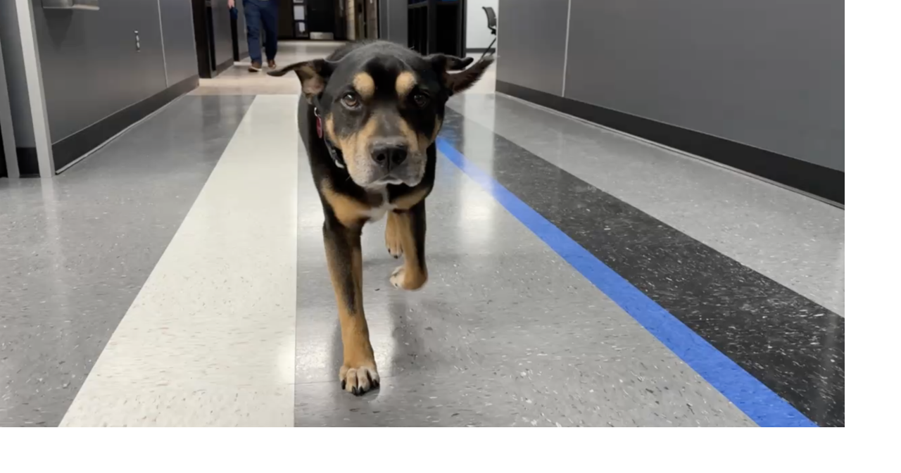 Police adopt stray dog found on porch in Michigan, giving senior pup new home