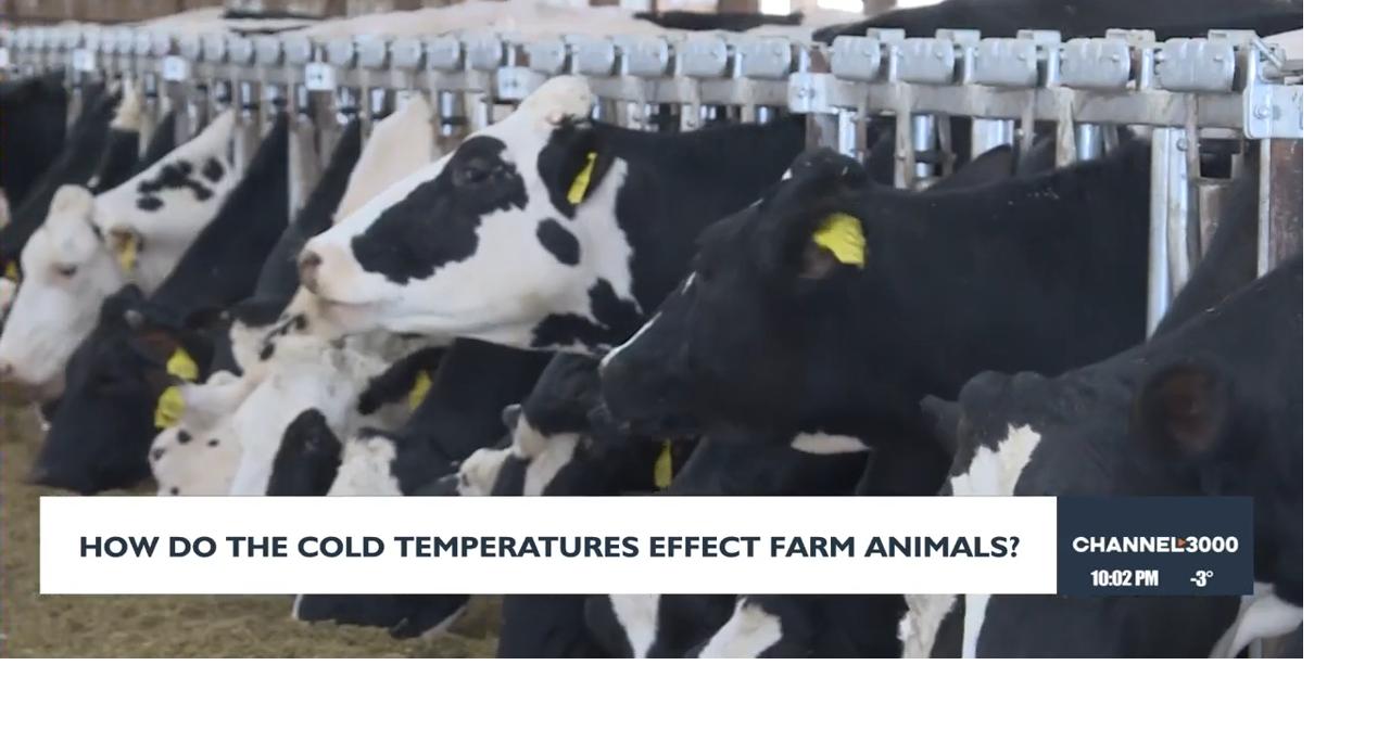 Wisconsin farmers battle extreme cold to protect livestock
