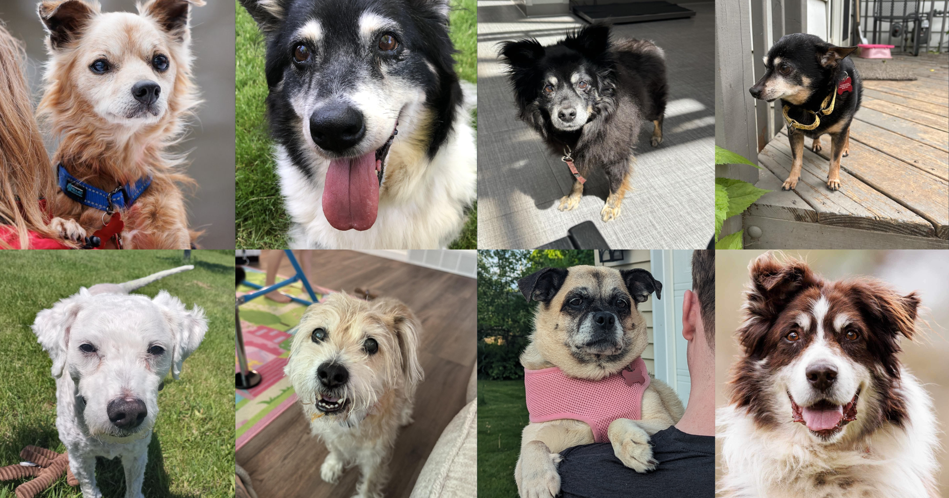 "Wine Walk" to fundraise for senior and special needs dogs - Vimarsana News