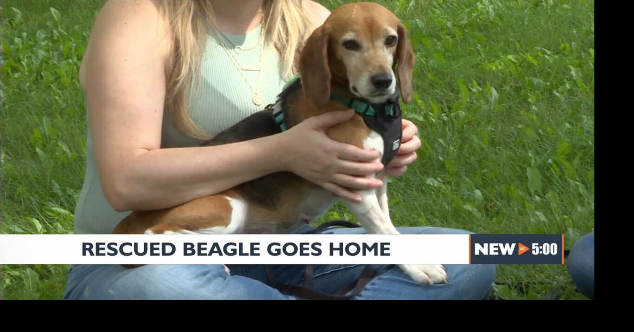 Beagle rescued from Virginia puppy mill finds home in Madison | Local ...