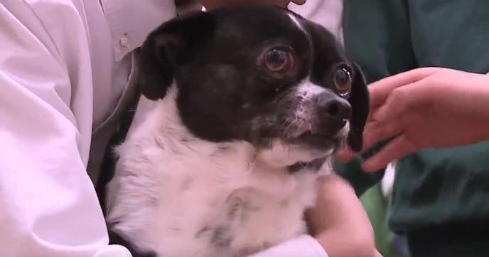 Three-legged chihuahua-pug mix steals hearts at private Maryland school