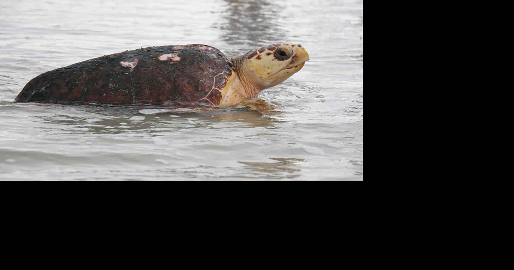 See a turtle, save a turtle: tips to protect our shelled friends | News ...