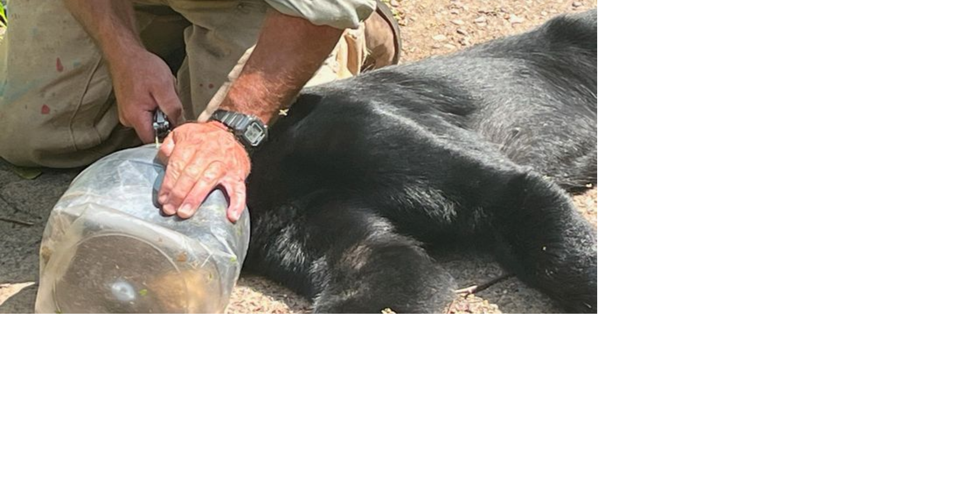 Wisconsin DNR rescues bear with jar stuck on head