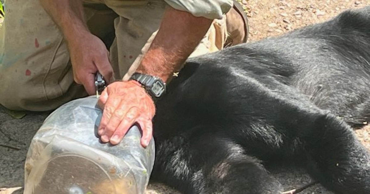 Wisconsin DNR rescues bear with jar stuck on head