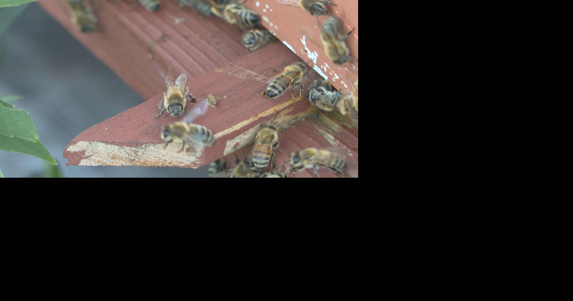 Wisconsin DNR urges residents to help native pollinators