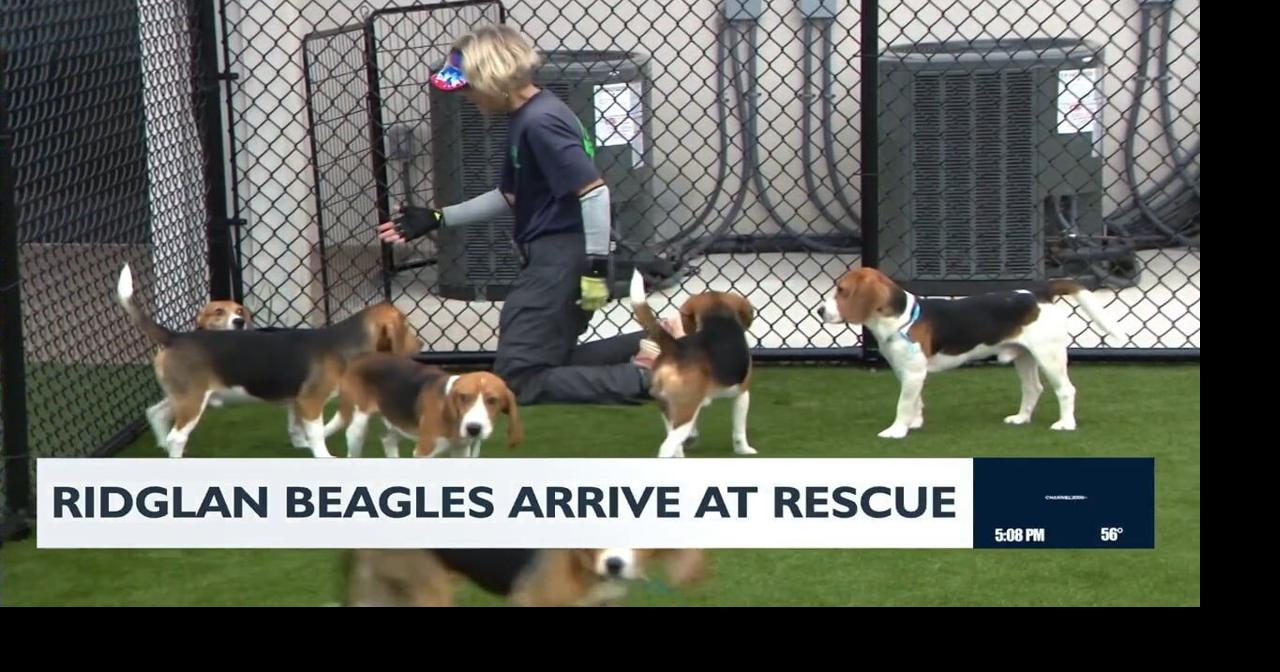 Omaha woman adopts first beagle from Ridglan Farms rescue | News ...