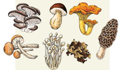 Mushrooms-illustration