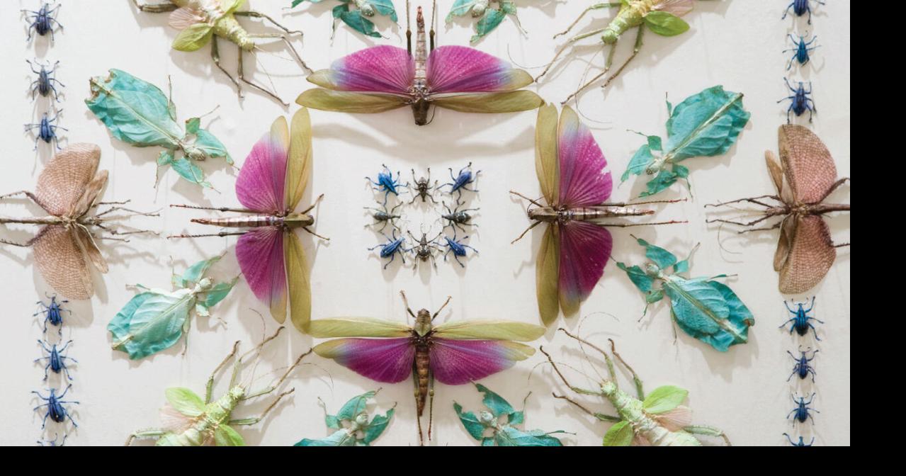 Bug out: Join us in celebrating Wisconsin’s insects | MADISON MAGAZINE ...