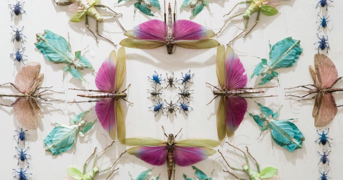 Celebrating Insects Bug out: Join us in celebrating Wisconsin’s insects | MADISON MAGAZINE ...