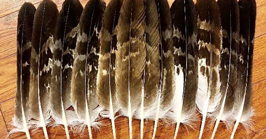 Texas man pleads guilty to trafficking bald and golden eagles