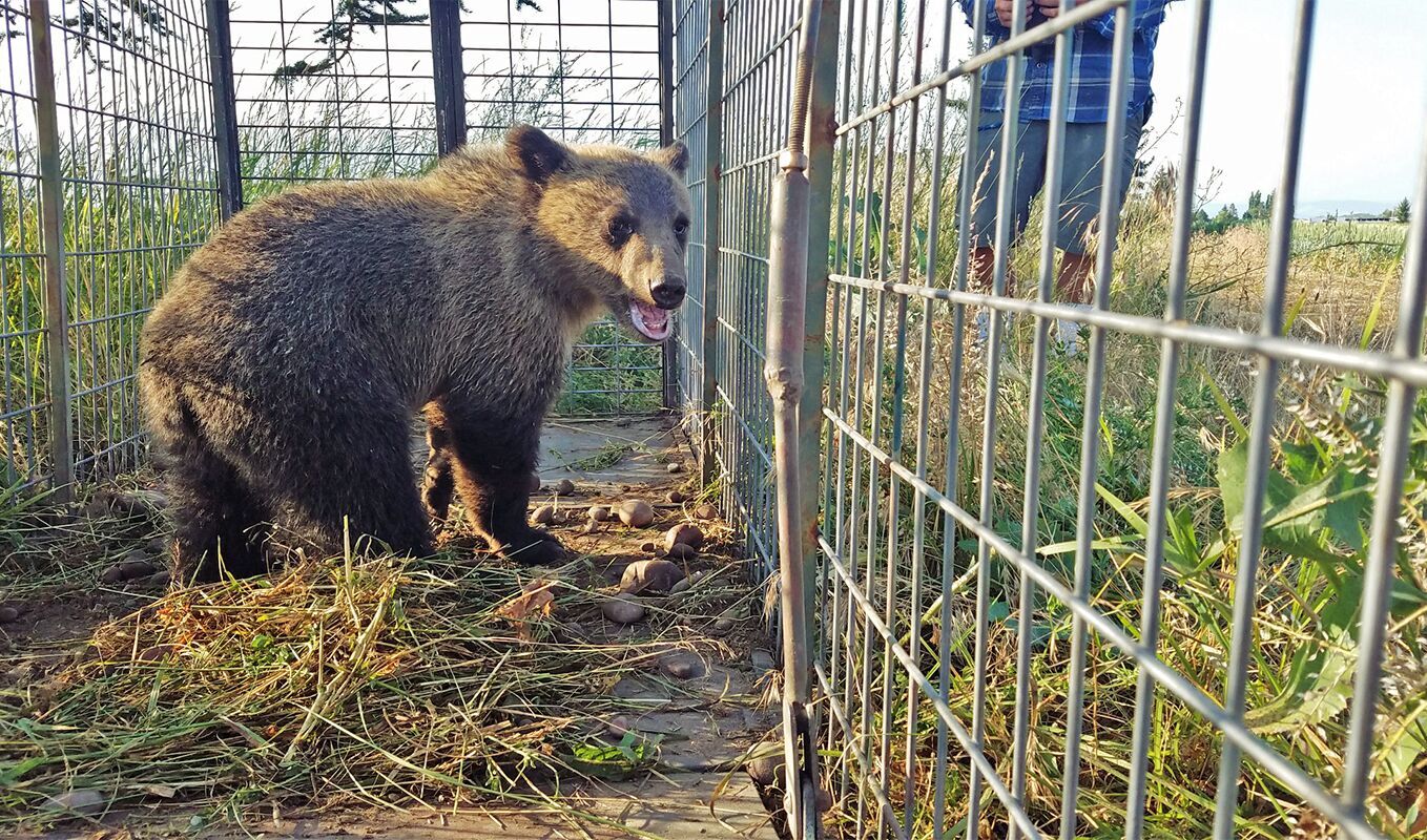 Grizzly bear population has grown so have conflicts News