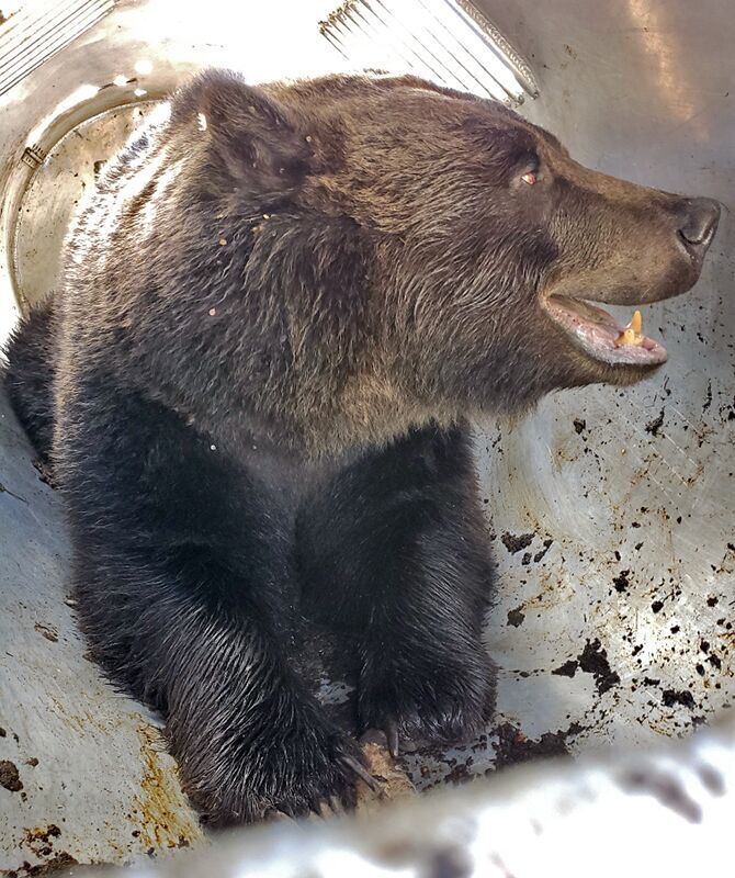 Grizzly bear population has grown, so have conflicts