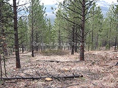 McGinnis Cabin Stewardship Project deemed a success