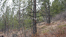 McGinnis Cabin Stewardship Project deemed a success