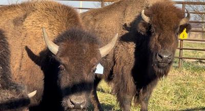 A pair of bison