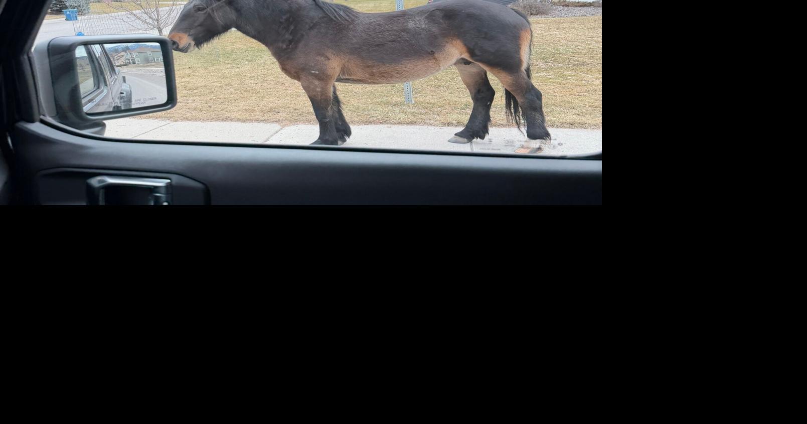 What to do about Missoula’s feral horses?