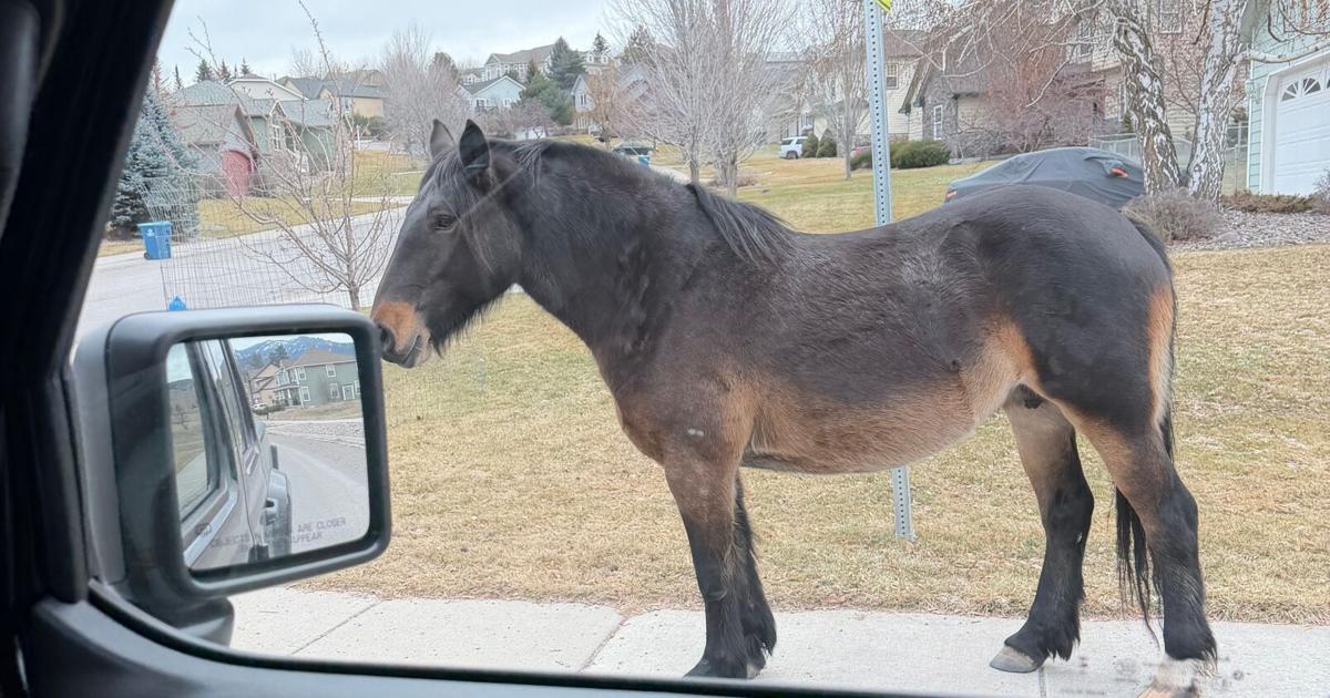 What to do about Missoula’s feral horses?