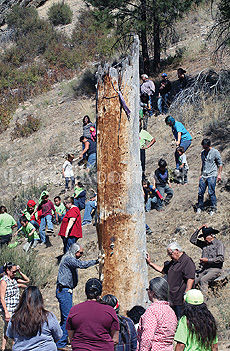 Medicine Tree an important stop on the Ancestors’ trail | News ...