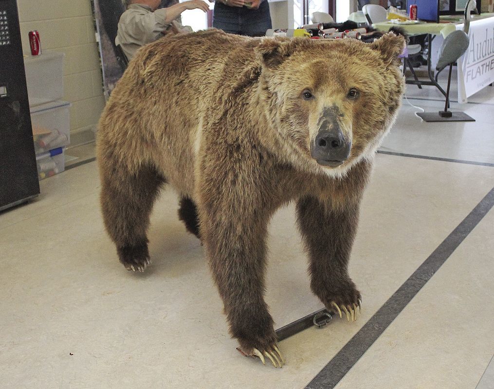 stuffed real bear