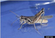 Migratory grasshopper.
