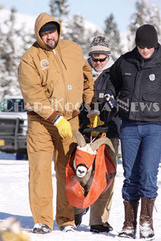 Wild Horse Island Big Horn Sheep Transferred To Hog Heaven 