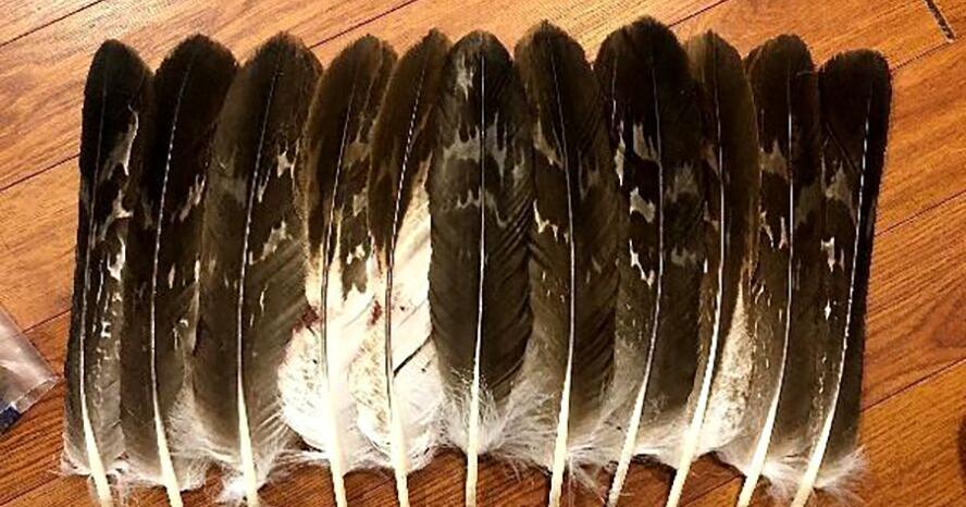 Washington man admits unlawfully killing eagles on Flathead Indian Reservation to sell on black market - Vimarsana News